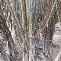 نهال فروشی میرزایی