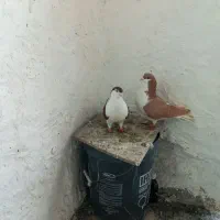 جفت سیدی|پرنده|شوشتر, |دیوار