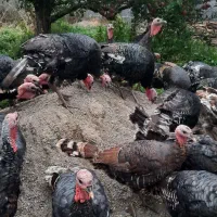 بقلمون برنز آمریکایی