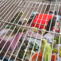 فروش تعدادی مرغ عشق