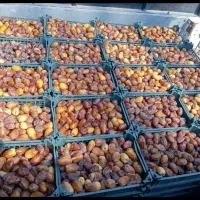 رطب بوشهر تحویل در اصفهان