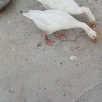 غاز