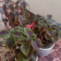 گل خانگی