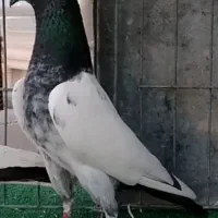 کبوتر پاکستانی به تضمین