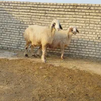 میش