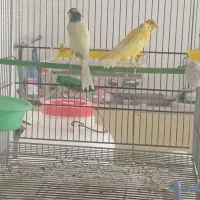 انواع قناری رسمی