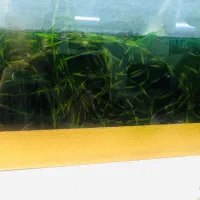 اکواریوم معاوضه با چیزی که به دردم بخوره|ماهی|مشهد, آزادشهر|دیوار