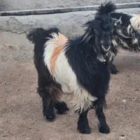 بزغاله درجه بک