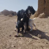 بز جمله زا