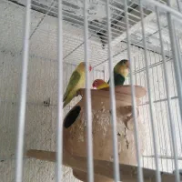 فروش طوطی برزیلی|پرنده|لامرد, |دیوار