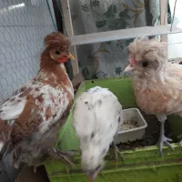 سه عدد جوجه تزئینی نژاد دار