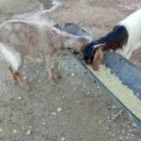 میش ،بز|حیوانات مزرعه|شیراز, پودنک|دیوار