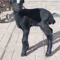 بره شیری نر