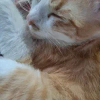 واگذاری گربه