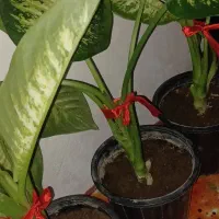 گل دیفن باخیا بزرک برگ سبز رنگ