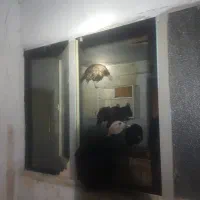 بوقلمون|حیوانات مزرعه|مشهد, تبادکان|دیوار