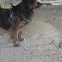 سگ پاپی|سگ|باغ بهادران, |دیوار