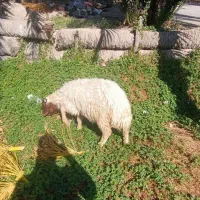 دوعدد بره نر سلام وسرحال قیمت مقطوع