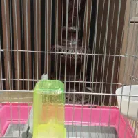 قفس نو وضخیم|لوازم جانبی حیوانات|زنجان, |دیوار