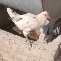 جوجه خروس محلی اصل دارویی و نگهداری|حیوانات مزرعه|مرودشت, رودبال|دیوار