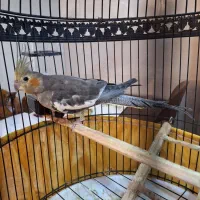 طوطی عروس ماده