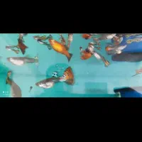 آکواریم جذاب و زیبا