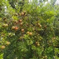 انار ترش و شیرین وغوره سوقته