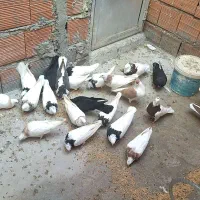 کفتر رنگی  طوقی|پرنده|مینودشت, |دیوار