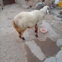 فروش کاوه قوچ دورگ چینی بختیاری به شرط تخمی|حیوانات مزرعه|چاروسا, |دیوار