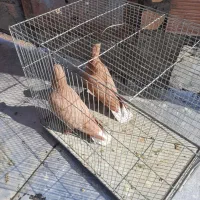 زرد دم‌سفید