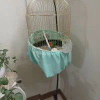 کوتوله برزیلی با قفس خاص