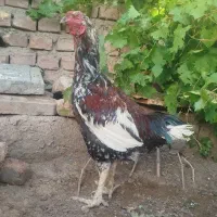 خروس دورگ لاری