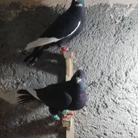 کفتر|پرنده|مشهد, الهیه|دیوار