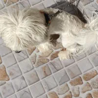 شیتزو|سگ|کازرون, |دیوار