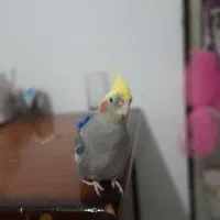 عروس هلندی|پرنده|اسفراین, |دیوار