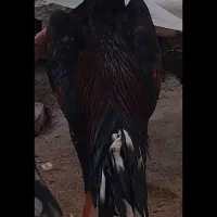 تخم مرغ لاری اوشامو