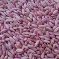 گندم بذری سرداری درجه یک