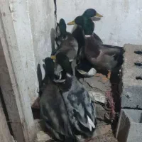 تعداد 6 عدد اردک کله سبز نر سنگین وزن درشت|حیوانات مزرعه|ویلکیج, |دیوار