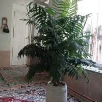 گیاه شامادورا غول پیکر