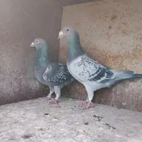 دوجفت آلمانی