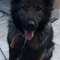 ژرمن ورک سیبل موبلند ماده