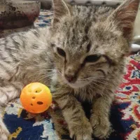 واگذاری بچه گربه ماده