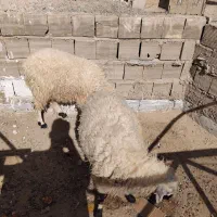 دو بره نر فروشی