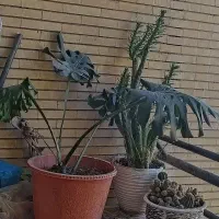 گل طبیعی برگ انجیری دیفن ....