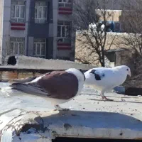 جفت اصفهانی|پرنده|خرمآباد, |دیوار