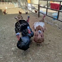 فروش بوقلمون نروماده