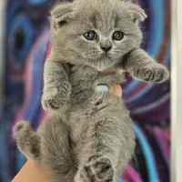 نمایشگاه /گربه /واگذاری/دامپزشکی