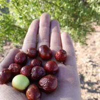 عناب نرم درشت امسالی قائنات بدون کرم خوردگی|خوردنی و آشامیدنی|قائن, |دیوار