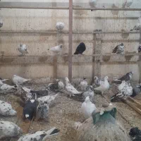 200کبوترپرشی وجوجه کشی|پرنده|قائم‌شهر, |دیوار