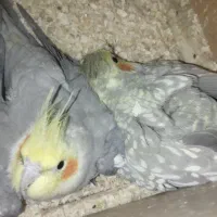 جفت عروس هلندی مولد به ضمانت تخم و جوجه